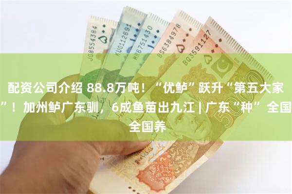 配资公司介绍 88.8万吨！“优鲈”跃升“第五大家鱼”！加州鲈广东驯，6成鱼苗出九江 | 广东“种” 全国养